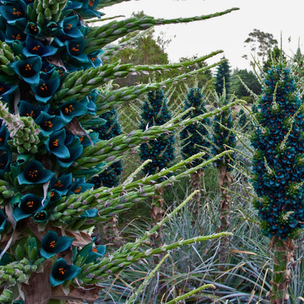 Nasiona Puya Szafirowa Wieża - Puya Alpestris