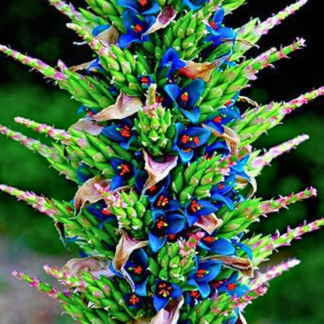Nasiona Puya Szafirowa Wieża - Puya Alpestris