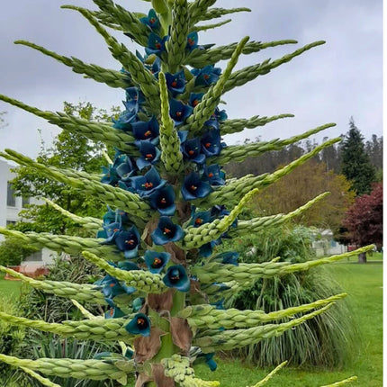 Nasiona Puya Szafirowa Wieża - Puya Alpestris