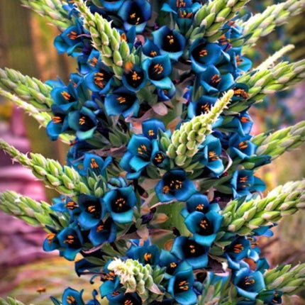 Nasiona Puya Szafirowa Wieża - Puya Alpestris