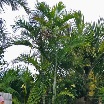Nasiona Palmy Kabada - Dypsis Cabadae