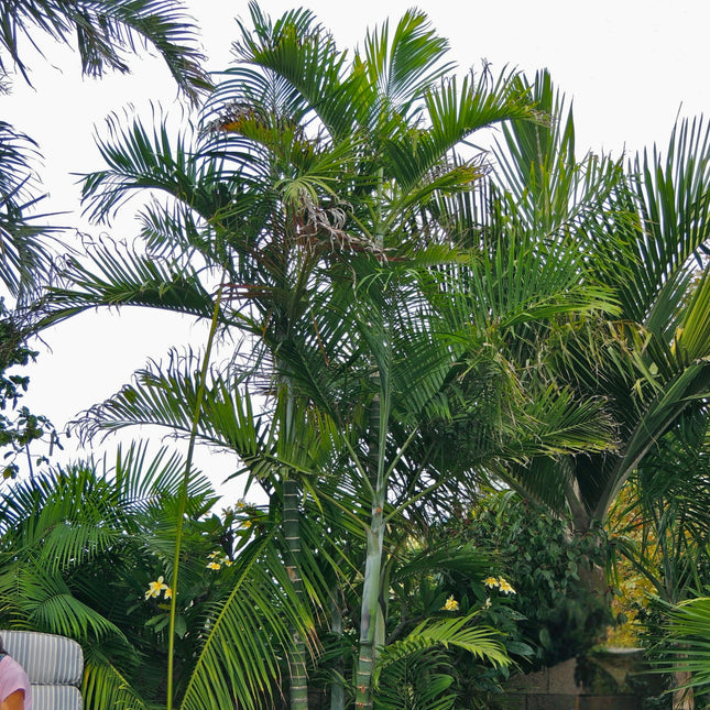 Nasiona Palmy Kabada - Dypsis Cabadae