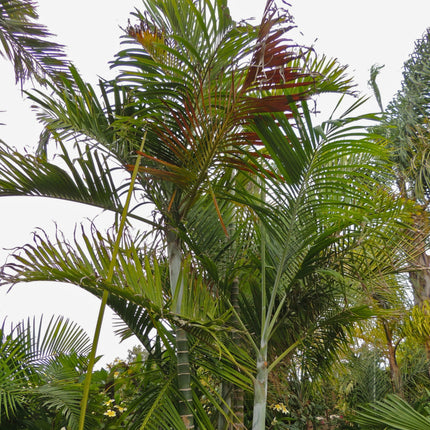 Nasiona Palmy Kabada - Dypsis Cabadae