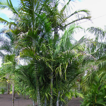 Nasiona Palmy Kabada - Dypsis Cabadae