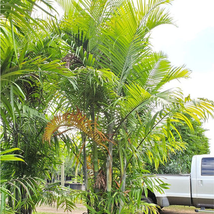 Nasiona Palmy Kabada - Dypsis Cabadae