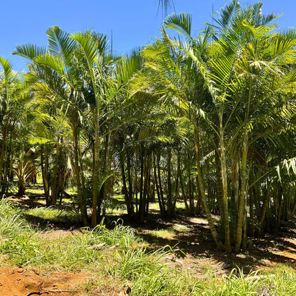 Nasiona Palmy Kabada - Dypsis Cabadae