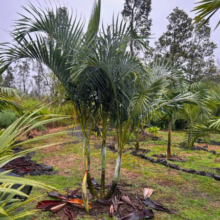 Nasiona Palmy Kabada - Dypsis Cabadae