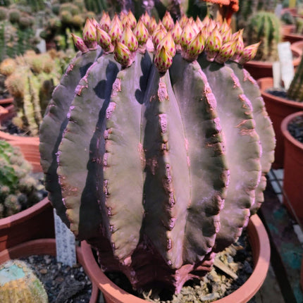 Nasiona Niebieskiego Kaktusa Beczkowego - Ferocactus Glaucescens