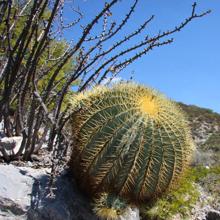 Nasiona Niebieskiego Kaktusa Beczkowego - Ferocactus Glaucescens