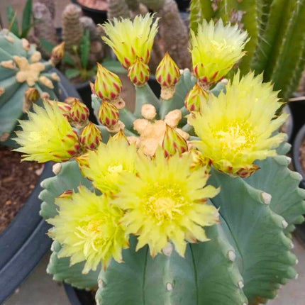 Nasiona Niebieskiego Kaktusa Beczkowego - Ferocactus Glaucescens