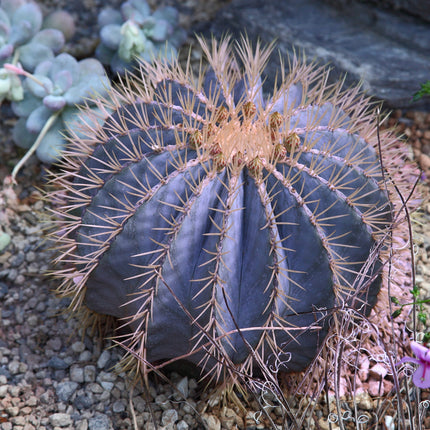 Nasiona Niebieskiego Kaktusa Beczkowego - Ferocactus Glaucescens