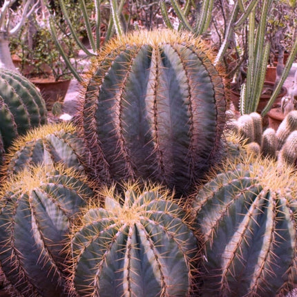 Nasiona Niebieskiego Kaktusa Beczkowego - Ferocactus Glaucescens