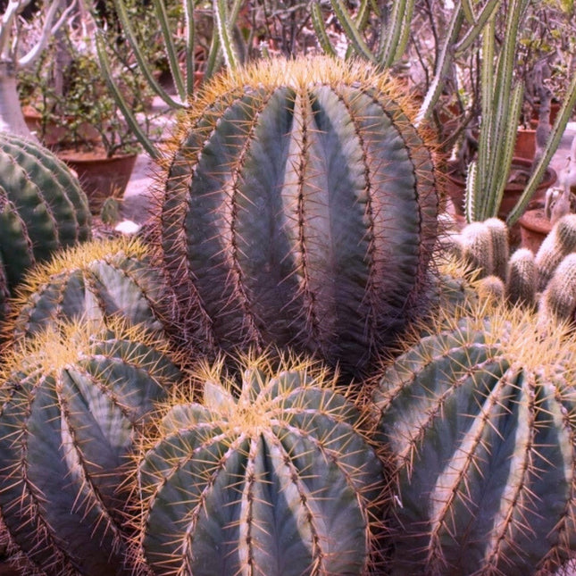 Nasiona Niebieskiego Kaktusa Beczkowego - Ferocactus Glaucescens