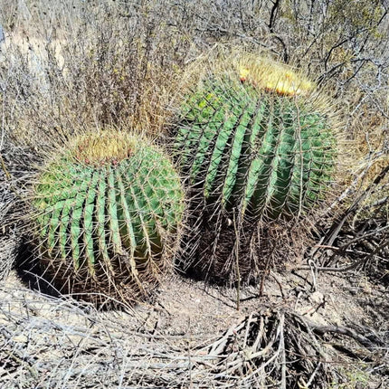 Nasiona Kaktusa Cukierkowego - Ferocactus Histrix