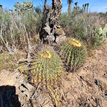 Nasiona Kaktusa Cukierkowego - Ferocactus Histrix