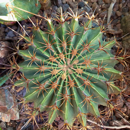 Nasiona Kaktusa Cukierkowego - Ferocactus Histrix