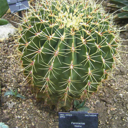 Nasiona Kaktusa Cukierkowego - Ferocactus Histrix