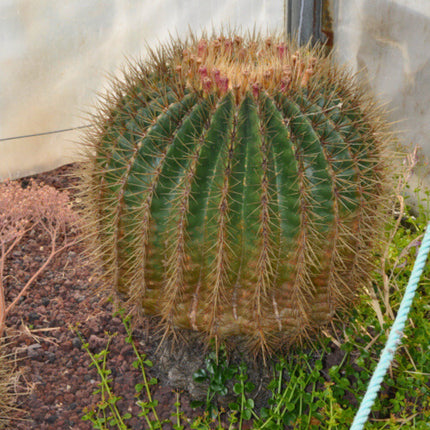 Nasiona Kaktusa Cukierkowego - Ferocactus Histrix