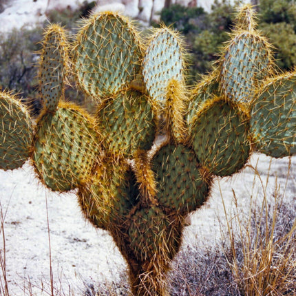 Nasiona Opuncji Zegarowej - Opuntia Chlorotica
