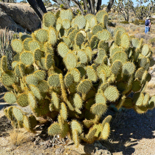 Nasiona Opuncji Zegarowej - Opuntia Chlorotica