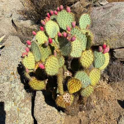 Nasiona Opuncji Zegarowej - Opuntia Chlorotica