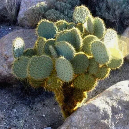 Nasiona Opuncji Zegarowej - Opuntia Chlorotica