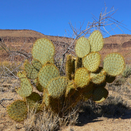 Nasiona Opuncji Zegarowej - Opuntia Chlorotica