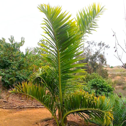 Nasiona Palmy Tavilo - Dypsis Prestoniana