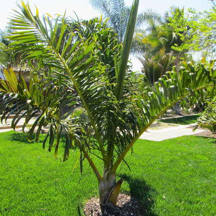 Nasiona Palmy Tavilo - Dypsis Prestoniana