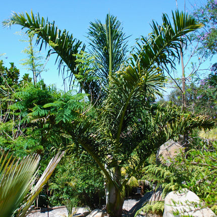 Nasiona Palmy Tavilo - Dypsis Prestoniana