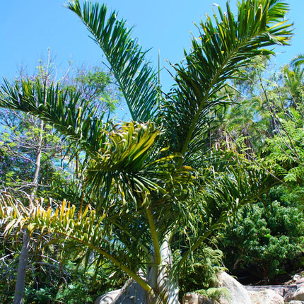 Nasiona Palmy Tavilo - Dypsis Prestoniana
