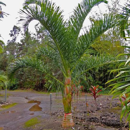 Nasiona Palmy Tavilo - Dypsis Prestoniana
