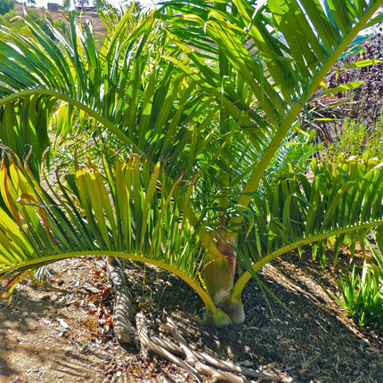 Nasiona Palmy Tavilo - Dypsis Prestoniana