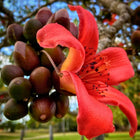 Nasiona Wełniaka Azjatyckiego (Bombax ceiba)