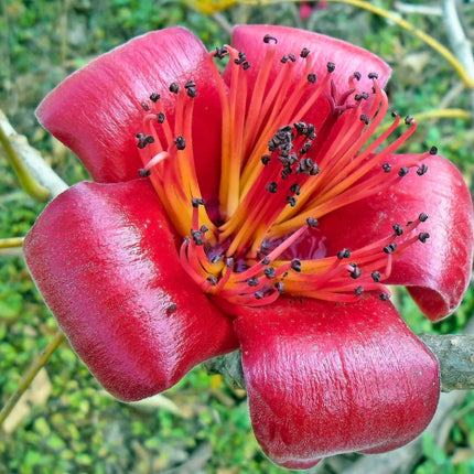 Nasiona Wełniaka Azjatyckiego - Bombax Ceiba