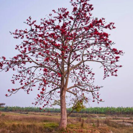 Nasiona Wełniaka Azjatyckiego - Bombax Ceiba