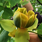 Nasiona Tulipanowca Chińskiego (Liriodendron chinense)