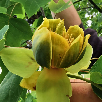 Nasiona Tulipanowca Chińskiego - Liriodendron Chinense