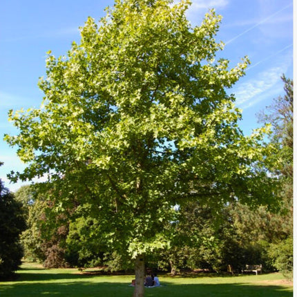 Nasiona Tulipanowca Chińskiego - Liriodendron Chinense