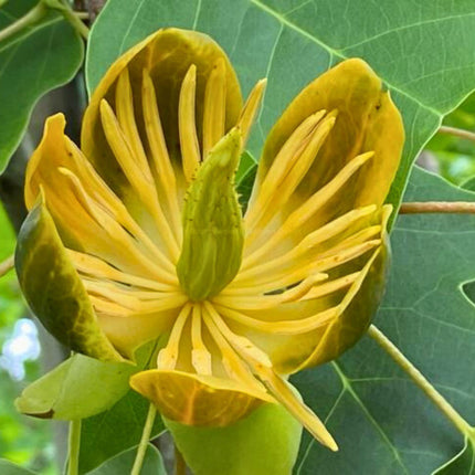 Nasiona Tulipanowca Chińskiego - Liriodendron Chinense