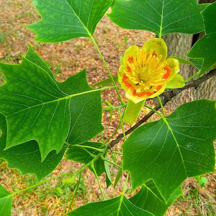 Nasiona Tulipanowca Chińskiego - Liriodendron Chinense