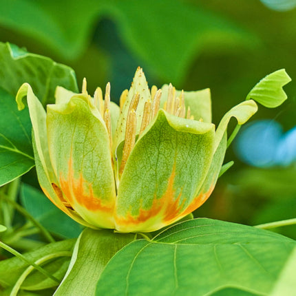 Nasiona Tulipanowca Chińskiego - Liriodendron Chinense