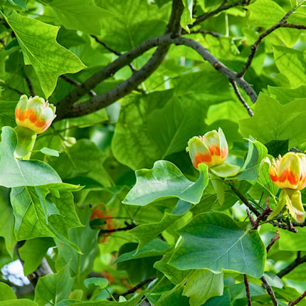 Nasiona Tulipanowca Chińskiego - Liriodendron Chinense