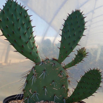 Nasiona Słodkiej Opuncji - Opuntia Dulcis