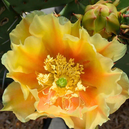 Nasiona Słodkiej Opuncji - Opuntia Dulcis