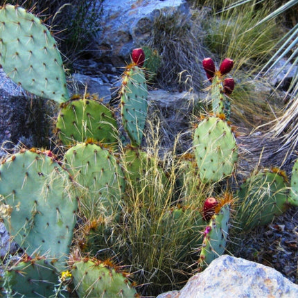 Nasiona Słodkiej Opuncji - Opuntia Dulcis