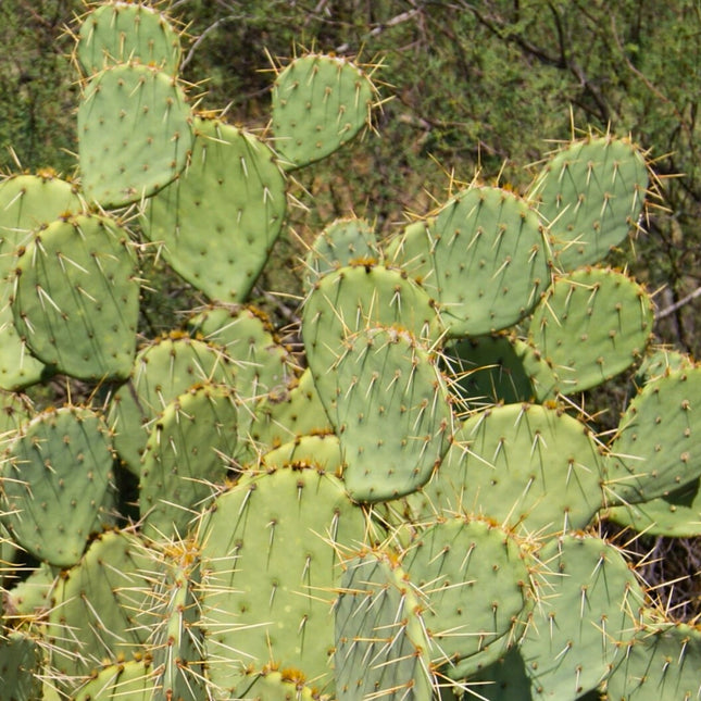 Nasiona Słodkiej Opuncji - Opuntia Dulcis