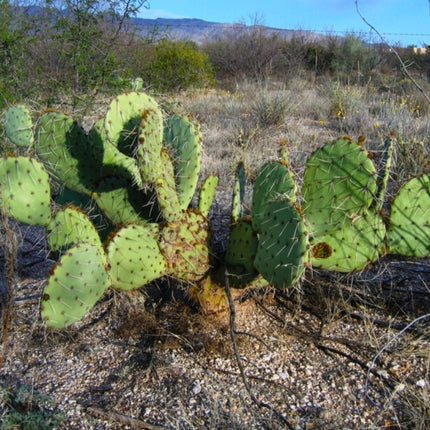 Nasiona Słodkiej Opuncji - Opuntia Dulcis