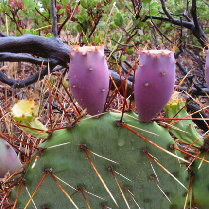 Nasiona Słodkiej Opuncji - Opuntia Dulcis