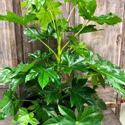 Nasiona Fatsji Japońskiej - Fatsia Japonica